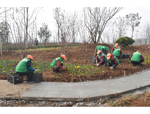 任丘全国最大绿化树苗批发市场在哪里