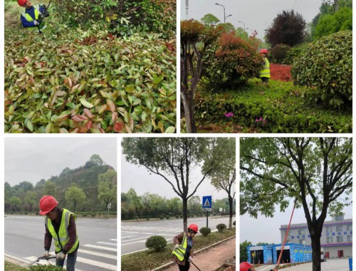 唐山市政道路绿化常用苗木