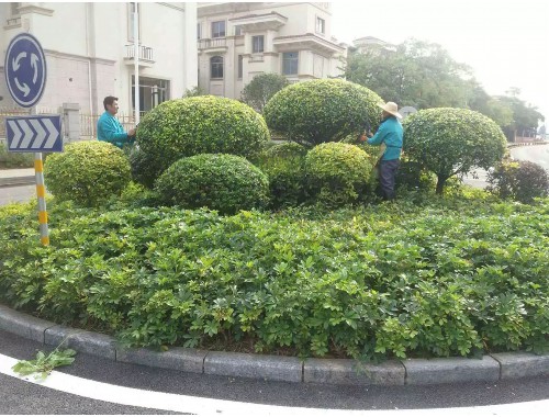 新疆绿化工程求购苗木合同